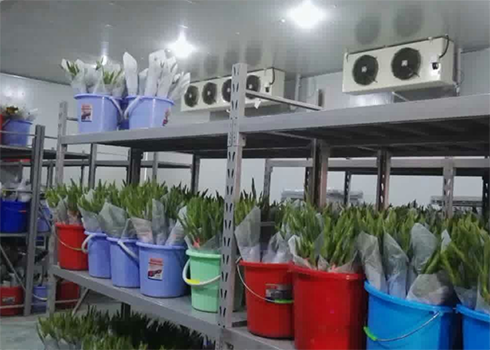 鲜花保鲜香蕉视频官网建造