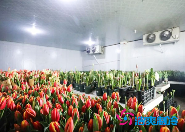 花卉香蕉视频官网安装预算造价多少钱？-91香蕉视频IOS下载制冷