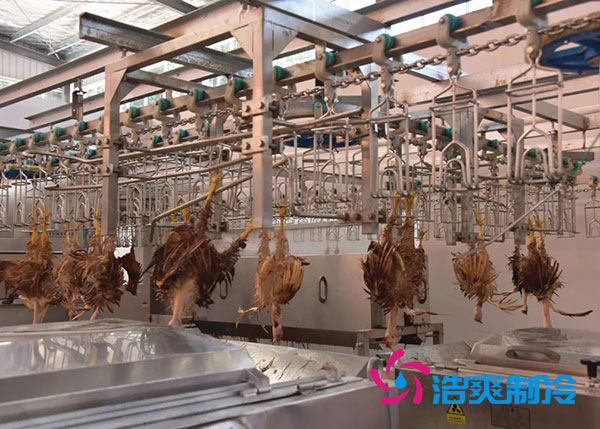 肉鸡屠宰之后需要直接入速冻库吗？-91香蕉视频IOS下载制冷